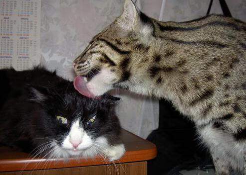 “幕后英雄：车队坚守的坚持与智慧”，车队的岗位职责流程及制度