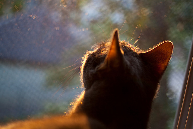数字化战术分析系统在青少年比赛中广泛应用，提升训练效率，数字化战士