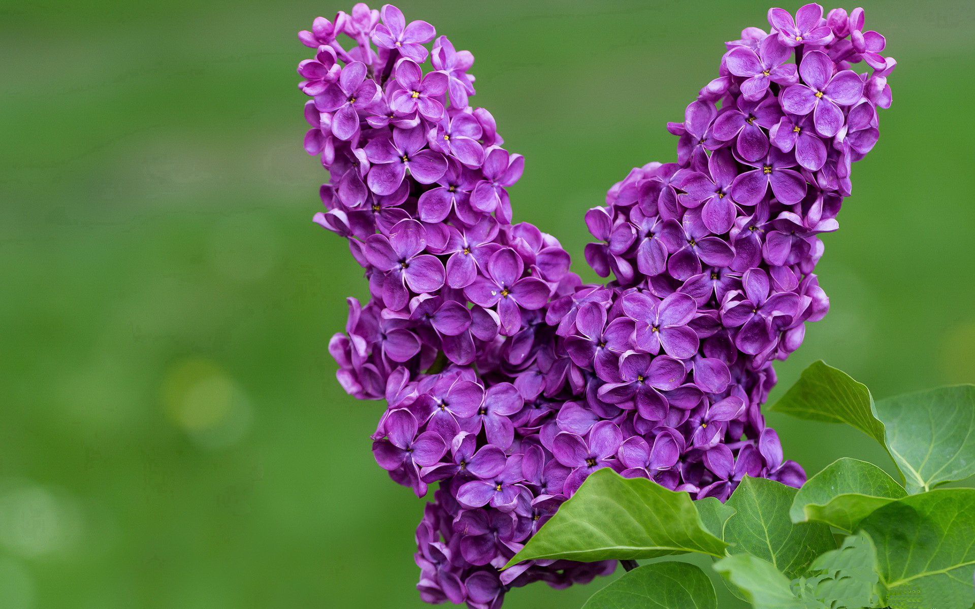 “燃烧你的心跳：每一圈都令人血脉喷张”，心燃烧每一秒是什么歌